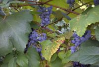 Experiencing the Naples Grape Festival