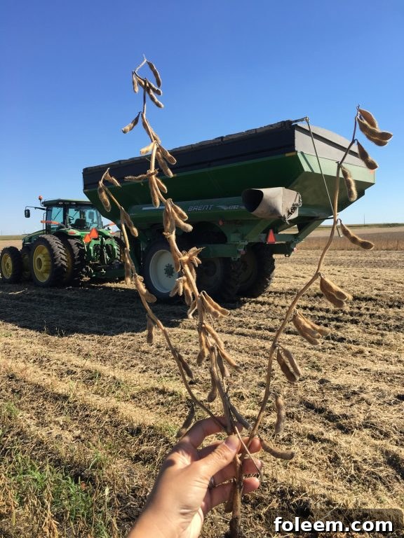 Soybean harvesting in progress on Kenney Farm in Iowa.