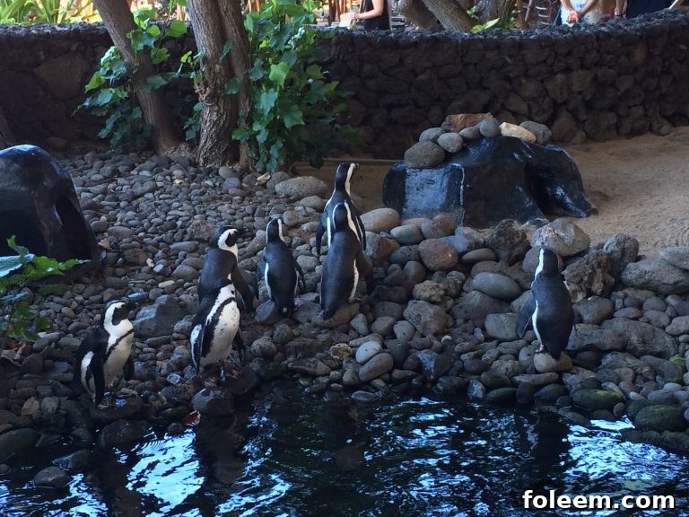 An engaging moment during a penguin feeding session at the Hyatt Regency Maui.