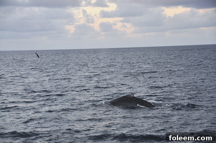 Humpback Whale Watch Boat Tour Ride with the Pacific Whale Foundation, showing a whale's tail in the distance.