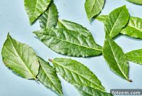 What Bay Leaves Do in Cooking and How to Use Them Effectively