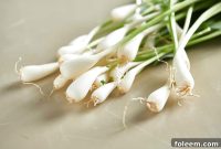 How to Cook Ramps: Simple Recipes and Seasonal Tips