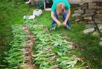Protect Wild Ramps: How to Forage Sustainably and Respectfully