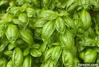 Cooking With Basil: Flavorful Recipes and Helpful Tips