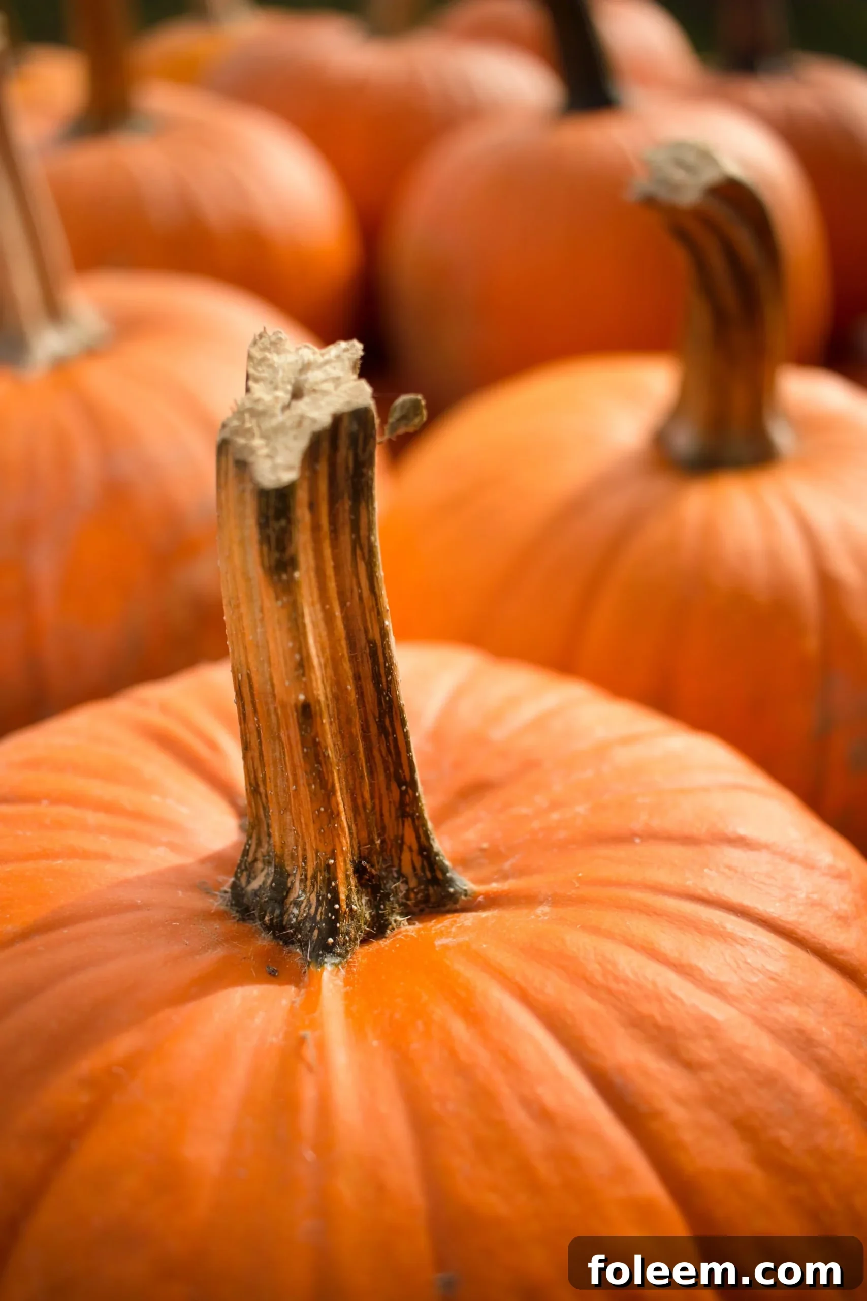 Orange pumpkins on display.