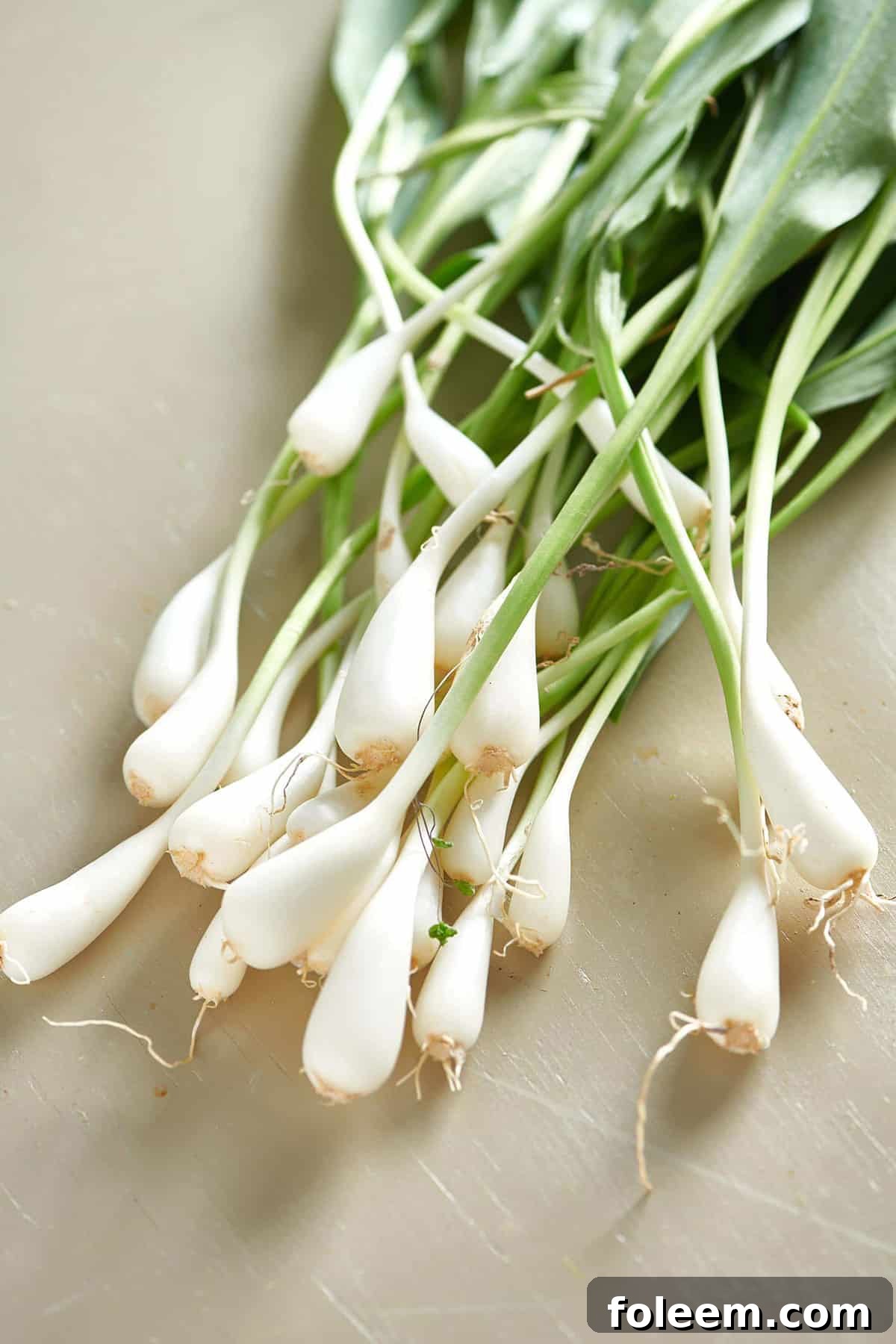Fresh ramps on table.