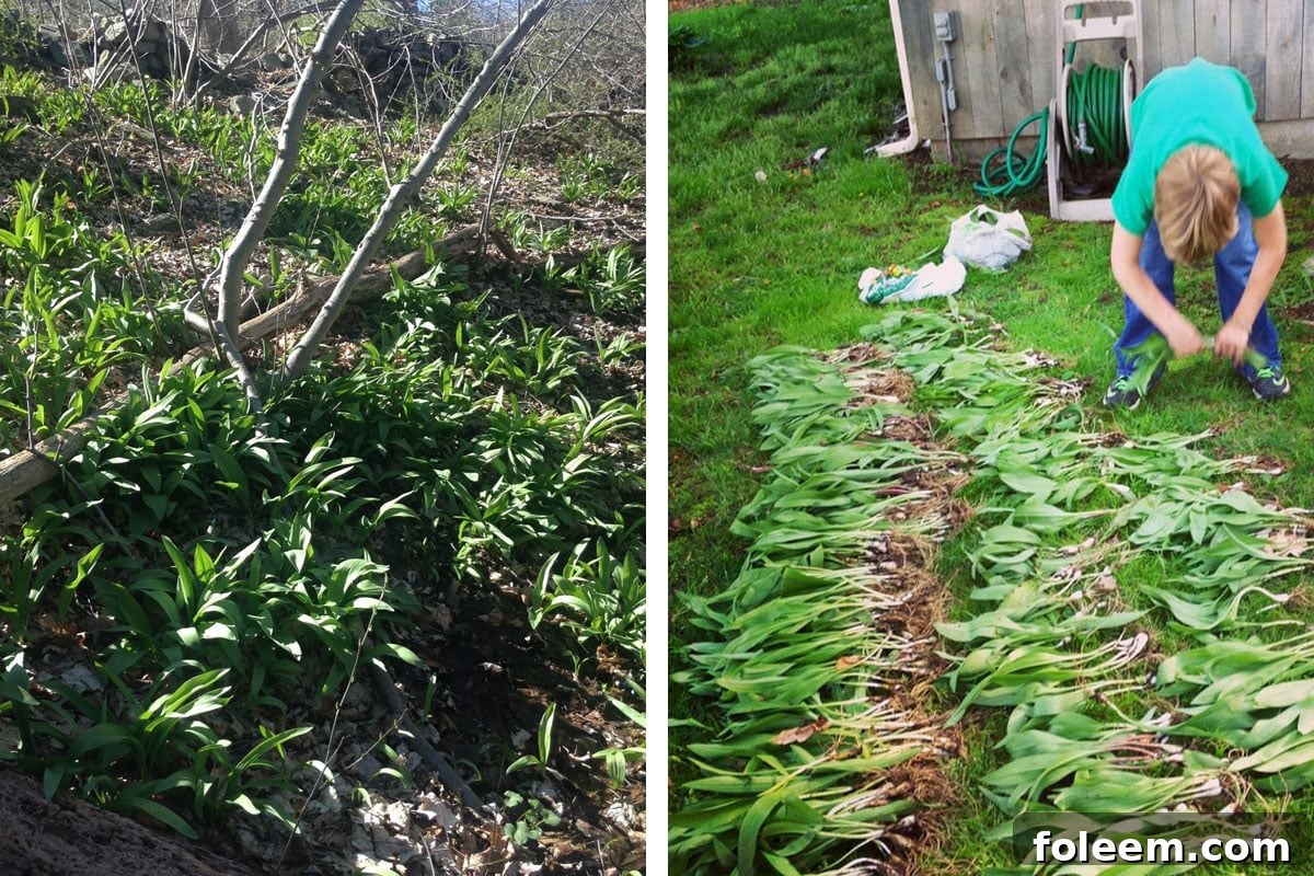 Wild ramps growing in woods and child help harvest ramps in spring.