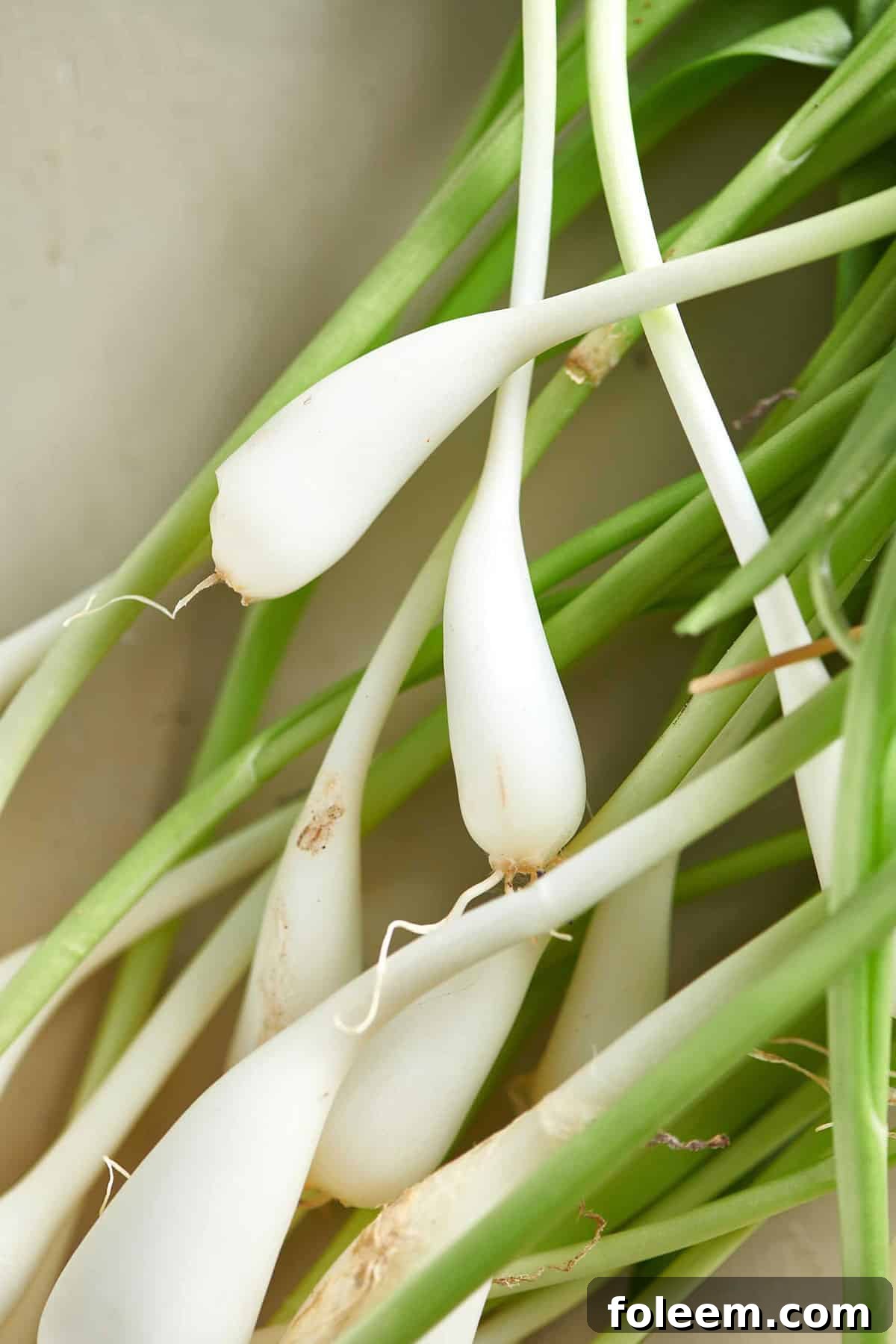 Pile of fresh ramps in spring.