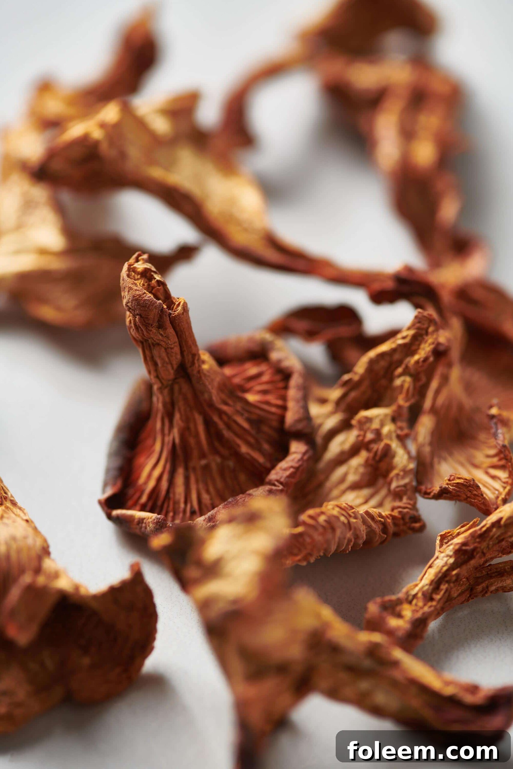 Dried chanterelle mushrooms