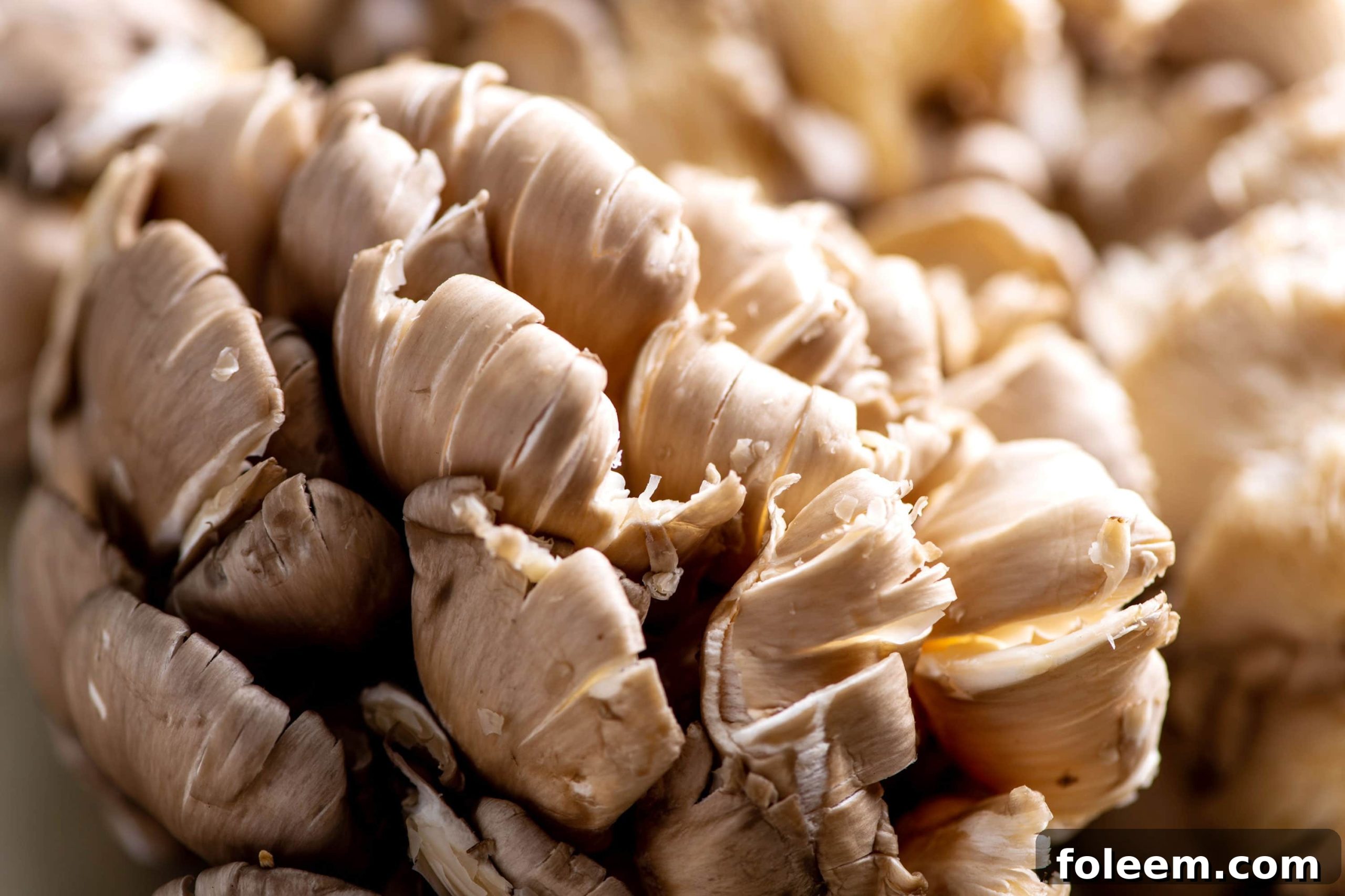 How to Cook with Oyster Mushrooms