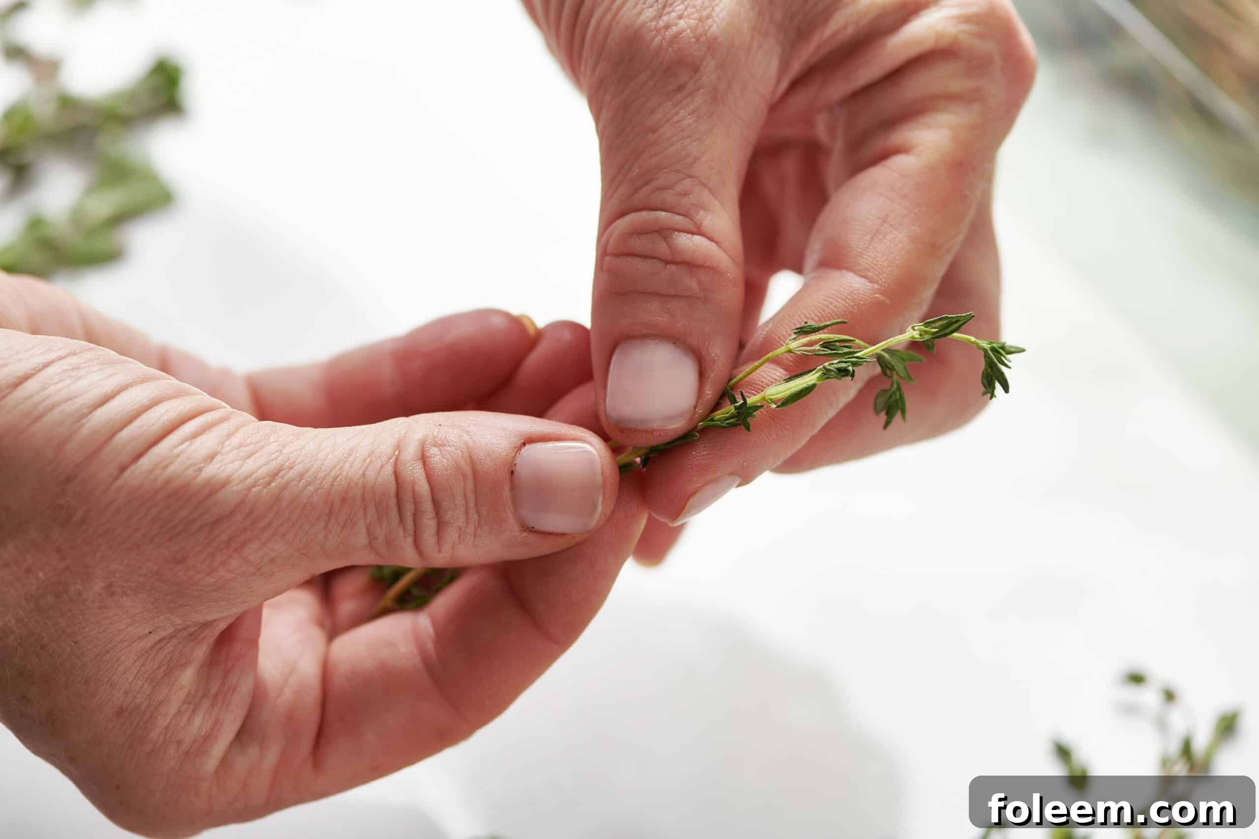 Peeling fresh thyme leaves off stem.