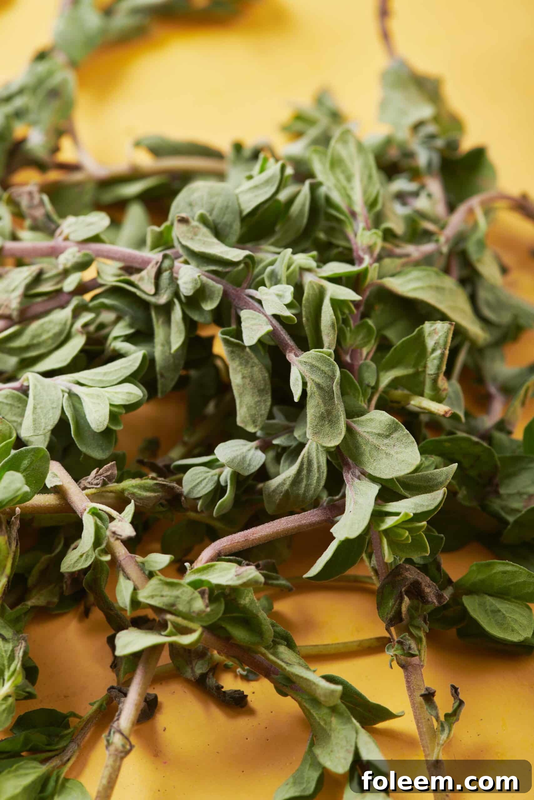 Oregano against an orange surface.