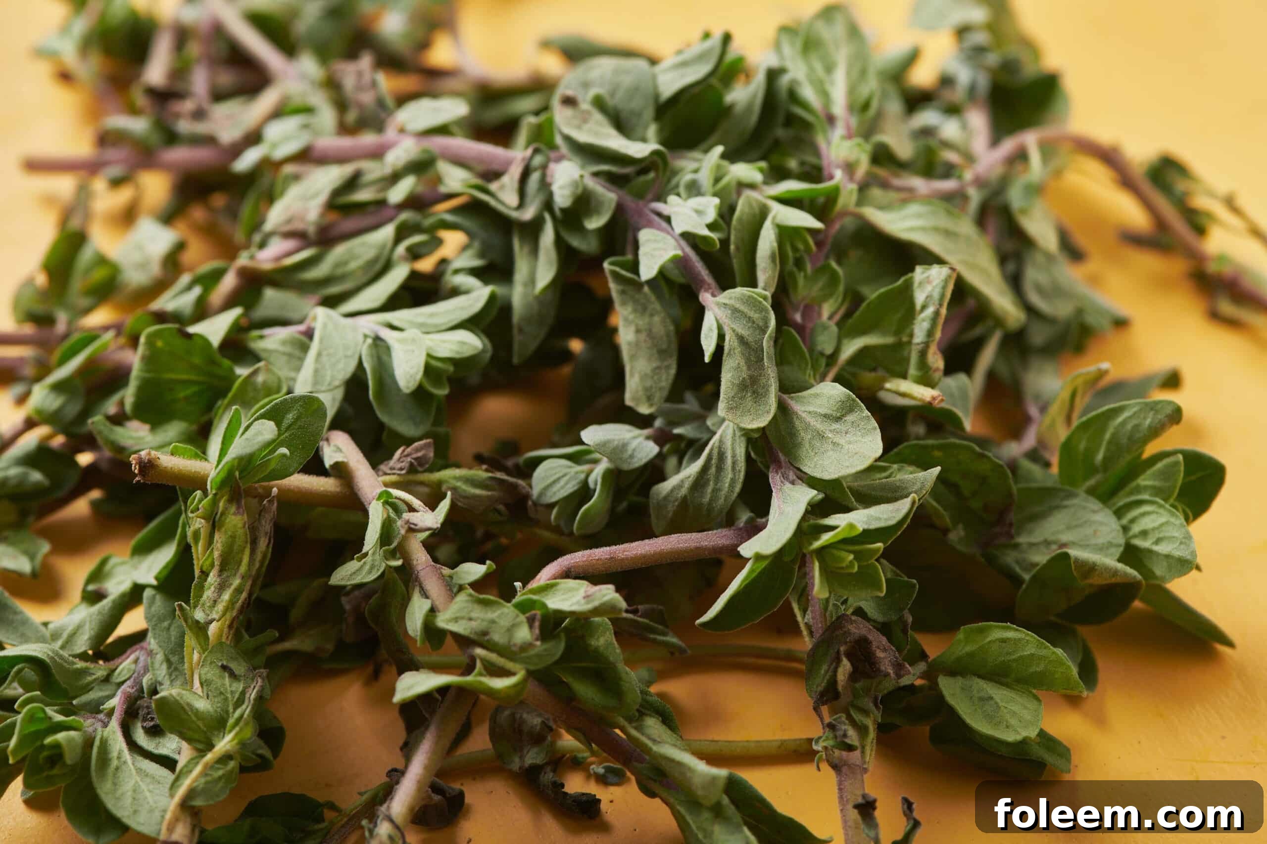 Pile of oregano still on the stem.