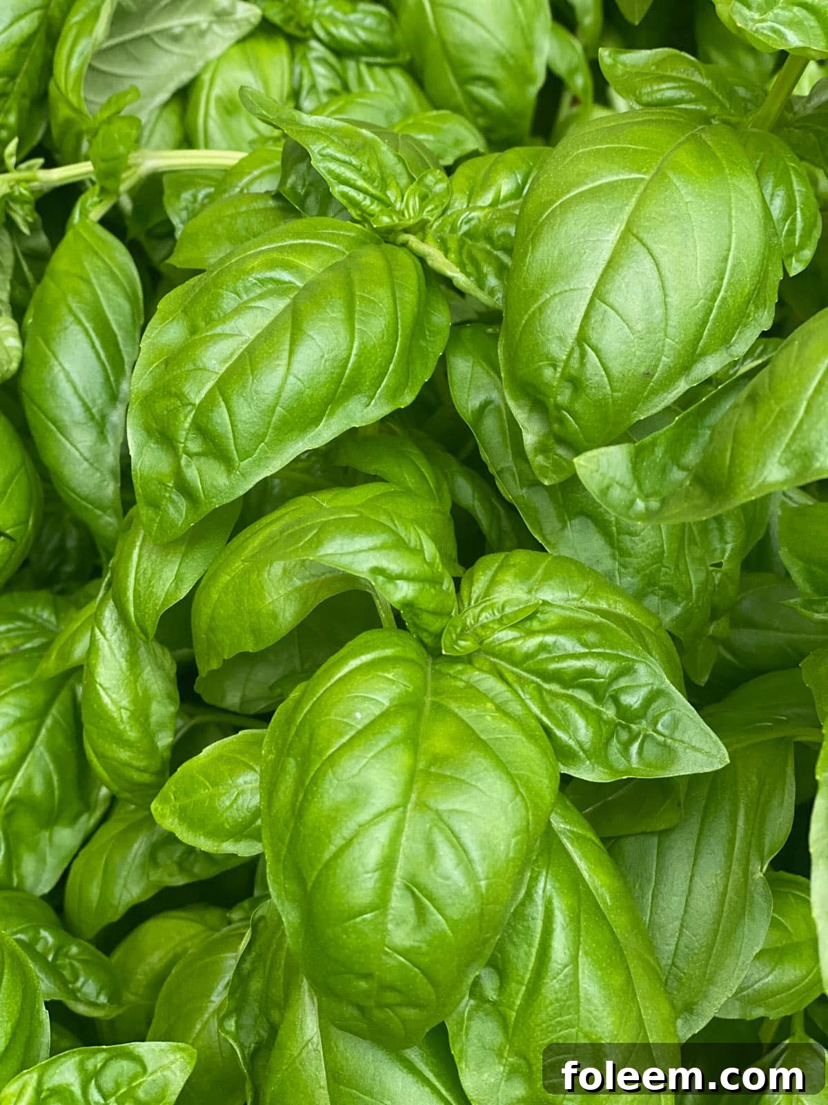 Fresh sweet basil plant.
