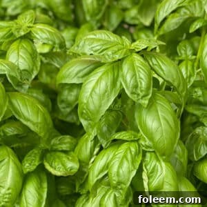 Fresh basil leaves on plant.